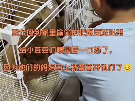 银豆妈妈回原主人家了,老雷和我们都舍不得,银豆来我们家那么久了还是有感情了😭,希望原主人要好好对待银豆妈妈和老四@老雷和金豆银豆的卡车生活 @抖音小助手