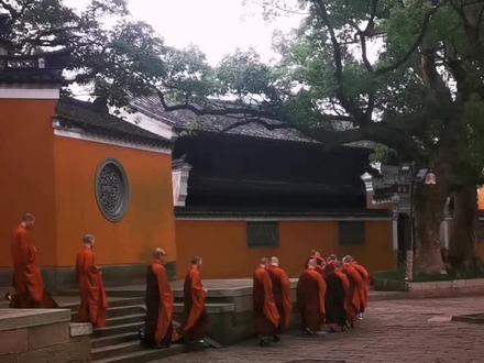 第一次看到这么多禅师排队一起走#普陀山祈福。