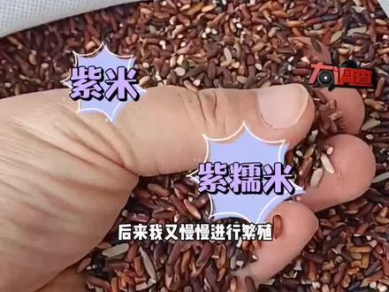 #长沙七旬老农从黑米种子种培育出紫米,坚持种植八年。大美乡村,请您来玩!#湖南dou知道#粮食 #新农村