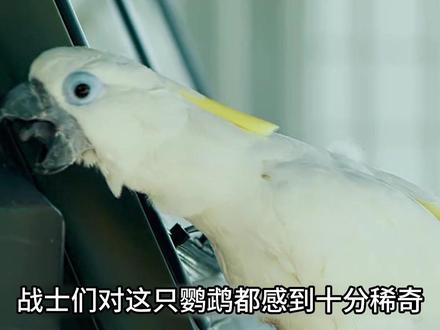 第二十二集:田勇的春天到了,梁牧泽的表妹开始大胆示爱#爱上特种兵 #黄景瑜 #李沁