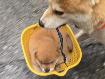 金豆提着他儿子一起去上班,一路上回头率百分百 #养狗人的乐趣#柴犬#柴犬宝宝#真实记录卡车司机日常 @老雷和金豆银豆(小号)