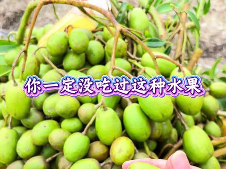 你们肯定没吃过这种水果#霍榄 #农业种植 #2026新农人计划乡村振兴蓝图