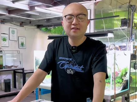 龙鞭水草,宽叶龙鞭、细叶龙鞭,草缸会开花的稀有品种,也算老玩家的情怀水草了🫠#草缸造景 #鱼缸草缸生态鱼缸 #草缸 #植物造景 #水生植物