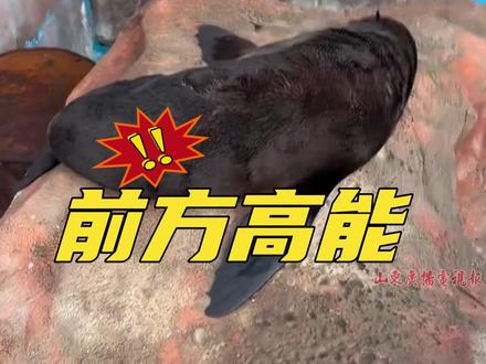 上海,原来海狮的叫声如此特别!网友:它是不是卡痰了。#神奇动物在抖音 #动物世界