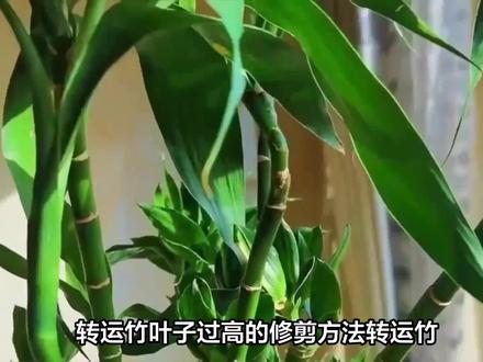 转运竹上面叶子太高怎么修剪 #转运竹