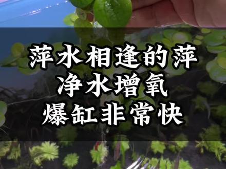 第一次见这么漂亮的水草,它飘在水面,感觉就像是在外四处漂泊的游子一样。难怪萍水相逢的萍说的就是它,它就是浮萍的一种叫做圆心萍。#鱼缸里的大自然