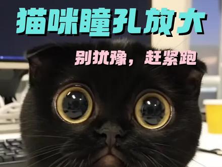 猫咪瞳孔放大,别犹豫,赶紧跑。 #猫咪🐈 #新手养猫 #猫知识#科学养宠攻略