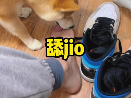 难道狗都爱舔jio吗?#拉五 #舔狗 #柴犬
