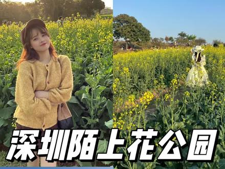 深圳石岩陌上花公园的油菜花花海真的很好看~ #随拍 #深圳 #花海 #周末去哪儿