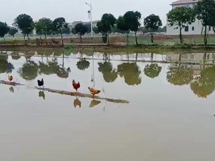 鸡原来会飞!#看一遍笑一遍 #每日一笑