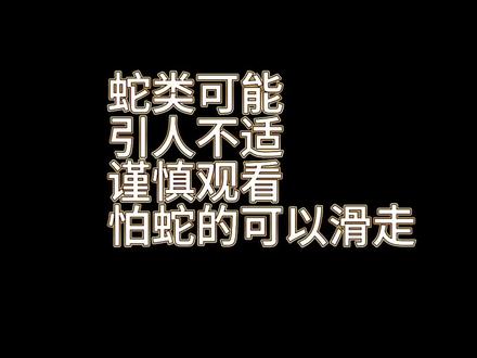 #爬宠#布鲁克王蛇 #爬宠科普
【布鲁克王蛇:爬行界的几何诗人】
它用身体写诗——黄黑白三行,句句押韵。
别的蛇是绘画,它是几何学。每一截颜色都笔直分明,像被尺子量过才肯生长。黄色明亮,黑色沉静,白色留白,三种颜色在它身上达成完美的休战。
移动时,是三色缎带在流淌;静止时,是一首被对折的、等待打开的诗。
它活得像个原则:
要温暖,但不炽烈;
要边界,但不封闭;
要对比,但不冲突。
在杂乱无章的世界里,它为自己制定了最简洁的宪法。
饲养它,是收藏一本会蜕皮的韵律书。
不需要复杂解读——美本身就是全部语言。
当它在夜间巡视自己的领土,你看见的不仅是条蛇:
是一道游走的格律,
证明着这世间仍有秩序,
仍有分明,
仍有干净利落的选择。
