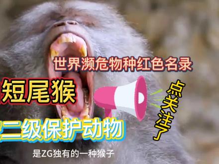 黄山短尾猴,中国独有物种,生活在安徽黄山风景区西南部!#安徽黄山风景区 #黄山短尾猴 #二级保护动物有哪些 #藏酋猴亚种 #动物科普 #猕猴 #二创视频激励计划 #珍惜动物红皮书
