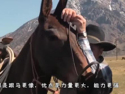 骡子怀孕必死?为什么骡子无法繁育后代?都是驴和马“惹的祸” #知识先锋计划 #科普