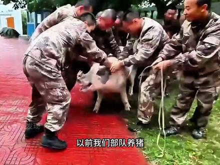 养猪都能养出三等功,在部队有一技之长有多吃香!