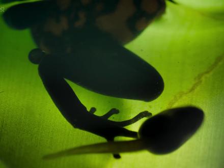 箭毒蛙:我妈喂我的第一口饭,是毒药。 #动物世界#箭毒蛙 #动物独白 #动物科普 #一代人有一代人的动物世界