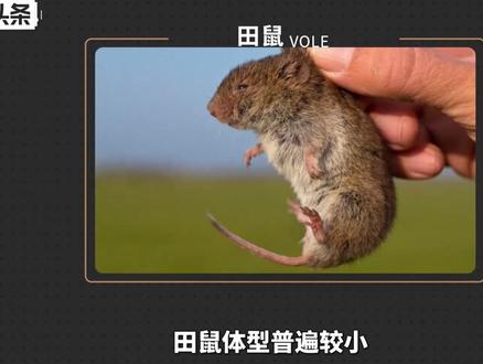 田鼠——不只是生活在田里