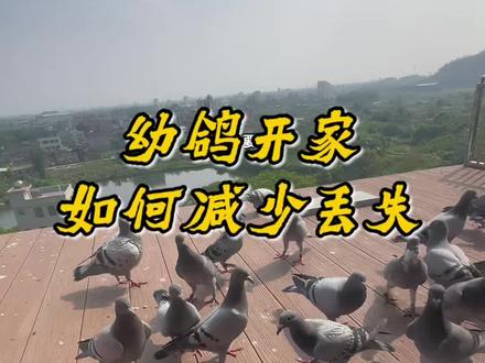 幼鸽开家总丢鸽?记住这几点,再也不游棚#幼鸽开家 #赛鸽 #信鸽 #分享养鸽知识 #鸽友交流