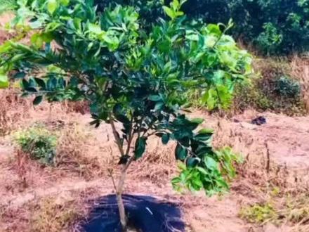 柑橘管理干货:吴老三一杆三枝修剪后的秋剪方法来了#柑橘 #柑橘种植