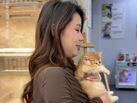 现在真的很流行六金猫咪了!#猫咪 #六金 #金渐层 #喵姐养猫