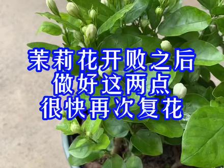 茉莉花开败后做好这两点,很快再次复花!#花卉绿植 #爱生活爱养花 #种植小技巧 #园艺小技巧 @抖音小助手
