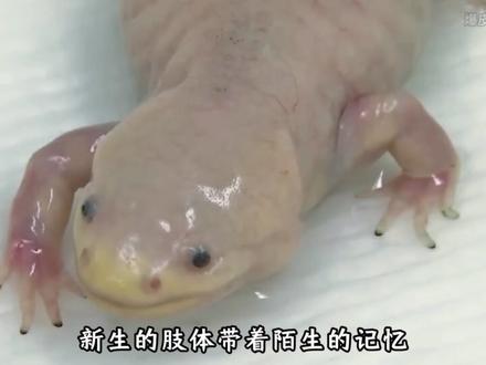 美西螈:再生的代价对我来说就是诅咒#动物解说 #动物独白 #万物可爱计划 #动物世界