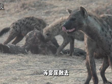 依附圈层的代价是自我的退化 #动物独白#生存博弈#动物隐喻#斑鬣狗 #鬣狗