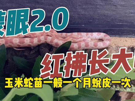 小朋友又长大了,该穿新衣服了…#蛇 #爬行动物