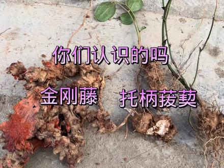 金刚藤,不一样的有哪个朋友需要这个的发位置我给你弄过去,这是药材