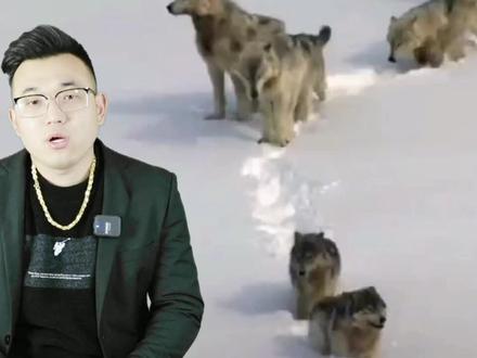 再凶猛的狗也害怕屠夫,野生狼面对屠夫会害怕吗?