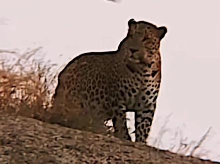 以为在树上你就无敌了.
#游隼 #花豹 #动物