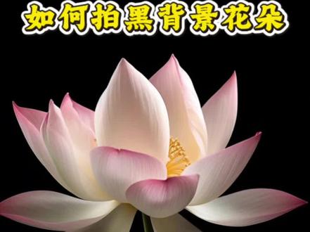 手机如何拍黑背景花朵#手机摄影 #拍摄技巧 #花朵 #黑背景花朵 #拍花技巧