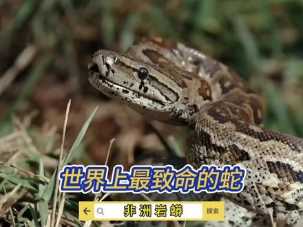 世界上最致命的蛇#神奇的动物纪录片 #毒蛇 #保护野生动物 #蛇🐍 #野生动物保护