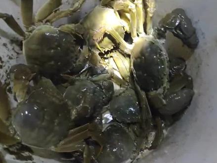 揭秘江都肥蟹养成秘籍
活水套养+水位调节
预计9月底上市