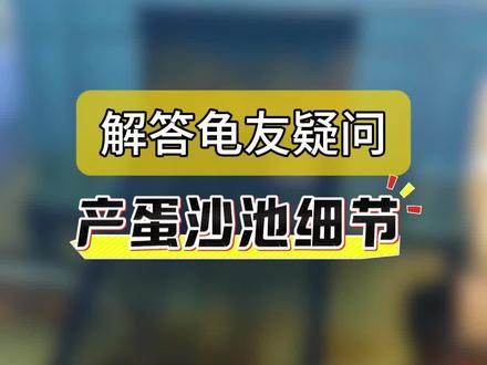 解答龟友关于产蛋沙池的疑问 #乌龟繁殖 #养龟日常 #剃刀龟 #蛋龟 #麝香龟