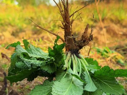 这种野菜叫蛤蟆草,又名皱皮菜,村里人常常采摘回来清洗干净后晾晒。#内容启发搜索 #三农