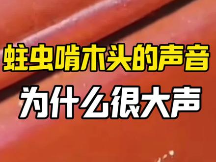 蛀木虫怎么消灭 蛀虫啃木头的声音为什么很大声?夜深人静时,木家具总是传来滋滋滋的声音,这是蛀木虫在你家木材家具挖隧道时发出的声音,它锋利的牙齿会带动木材振动,挖空的隧道像微型共鸣音箱,让声音反射叠加、音量翻倍,木材越结实、隧道越大,声响越明显,再加上夜间安静,动静听得格外清晰,蛀木虫能在家具里活 3 年以上,不处理会直接蛀空家具,蛀木虫啃木头很大声怎么消灭?#蛀虫 #蛀木虫 #蛀木虫怎么消灭 #木材害虫 #咯吱咯吱响