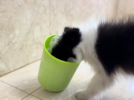 狗狗翻垃圾桶怎么办?还是这个训练神器,趋利避害,一招定乾坤。#边牧训练 #边牧日常 #赛级边牧 #训犬 #边牧 #小边牧 #宠物训练 #边境牧羊犬 #边牧宝宝 #训练狗狗