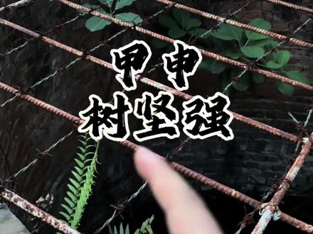 甲申,树坚强#甲木#申金#传统文化#国学文化