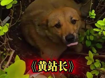 那一天宣城高铁站打不了一辆出租车,居然是一只流浪狗影响的 #黄站长 原创作者@柯基兵兵和花花