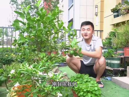让你的柠檬树不黄叶#养花
