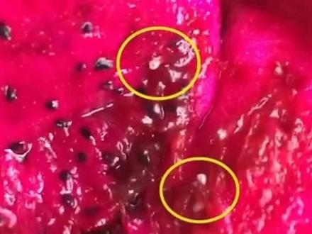 女子购买火龙果切开后发现活蛆,事发后联系客服,被对方踢出群聊,客服:已转交总部处理