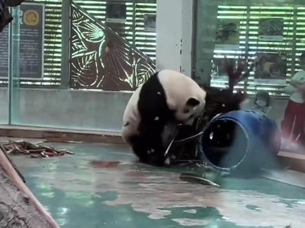 大熊猫和花豹哪个更厉害 #花豹 #大熊猫 #动物科普