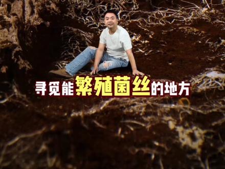 香菇是如何繁衍后代的?#美食科普 #治愈系 #微缩场景