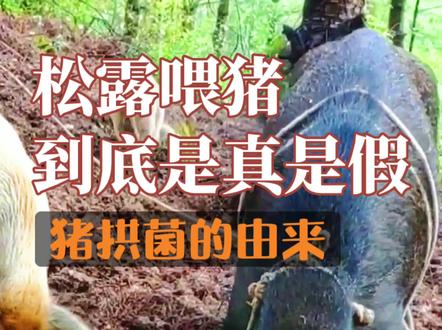 网络热门传言:“国外卖2W的黑松露,以前在国内居然是喂猪的!”到底是真的还是假的? #冷知识 #科普一下 #黑松露 #猪拱菌#云南野生菌 #采蘑菇 #菌子 #云南十八怪 #云南美食 @抖音小助手