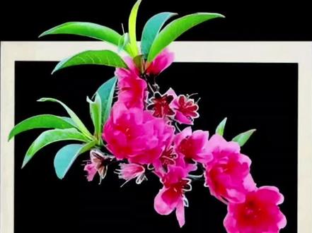 3D立体鲜花溢出边框教程来了#手机摄影#拍立得记录春天#拍花技巧