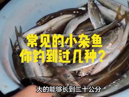 常见的几种小杂鱼,你钓到过几种? #杂鱼 #野钓 #钓友 #钓鱼 #钓鱼人 #垂钓