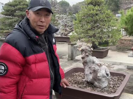 榆树大改,第一集。#盆景 #榆树盆景 #盆景制作