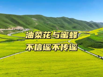 油菜喷施农药导致蜜蜂死亡后续 不信谣不传谣,受损失要争取合法权益。澎湃新闻已发布消息。#农作物 #油菜花 #蜜蜂 #生态保护