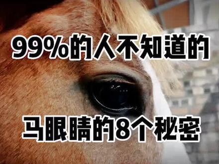 99%的人都不知道的马眼睛的8个秘密#马术 #马术教学 #马术运动 #申申马术课堂 #知识分享 #骑马