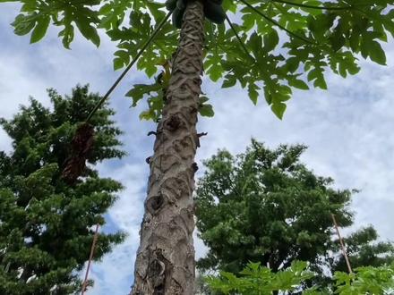 #老头田园生活 #木瓜树 嫁接,不知道能不能成功。 不处理也是因为太高无法长期保留,不如试试,万一成功了呢。 #种植小技巧 #有趣 #学习